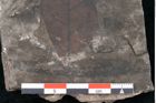 Foto (Detailansicht) von Echitonium superstes Unger (NHMW-GEO-2024-0188-8011)